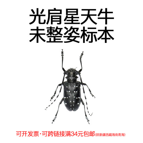 未整资昆虫光肩星天牛DIY材料