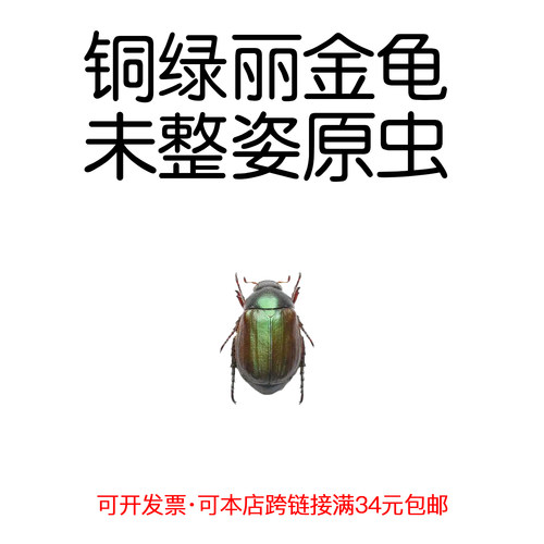 未整姿昆虫材料铜绿丽金龟