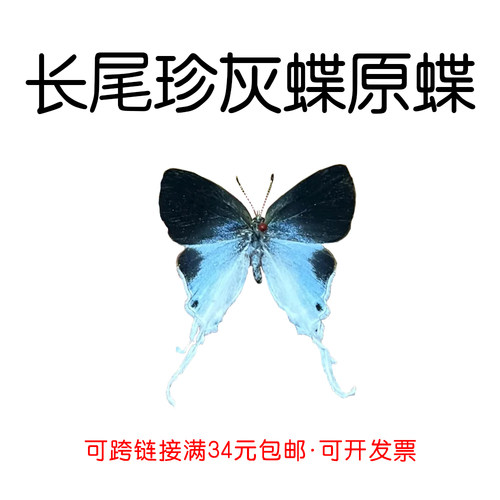 手工DIY长尾珍灰蝶真未展翅原蝶