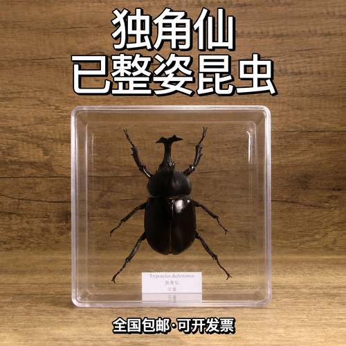 真独角仙已整姿标本手工标本摆件