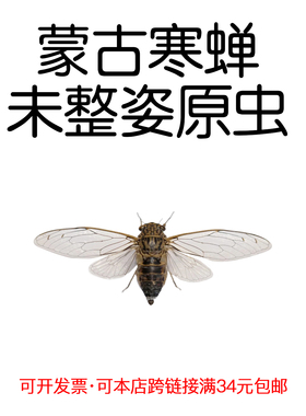 真昆虫未整姿蒙古寒蝉原虫湿虫