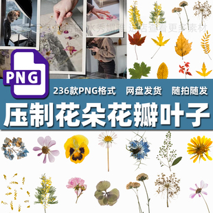 236款压制干花鲜花卉花朵花瓣叶子植物标本书签包装饰PNG免抠素材
