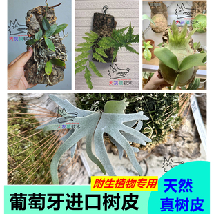 天然葡萄牙进口树皮植板附生植物专用真树皮兰花种植鹿角蕨空凤