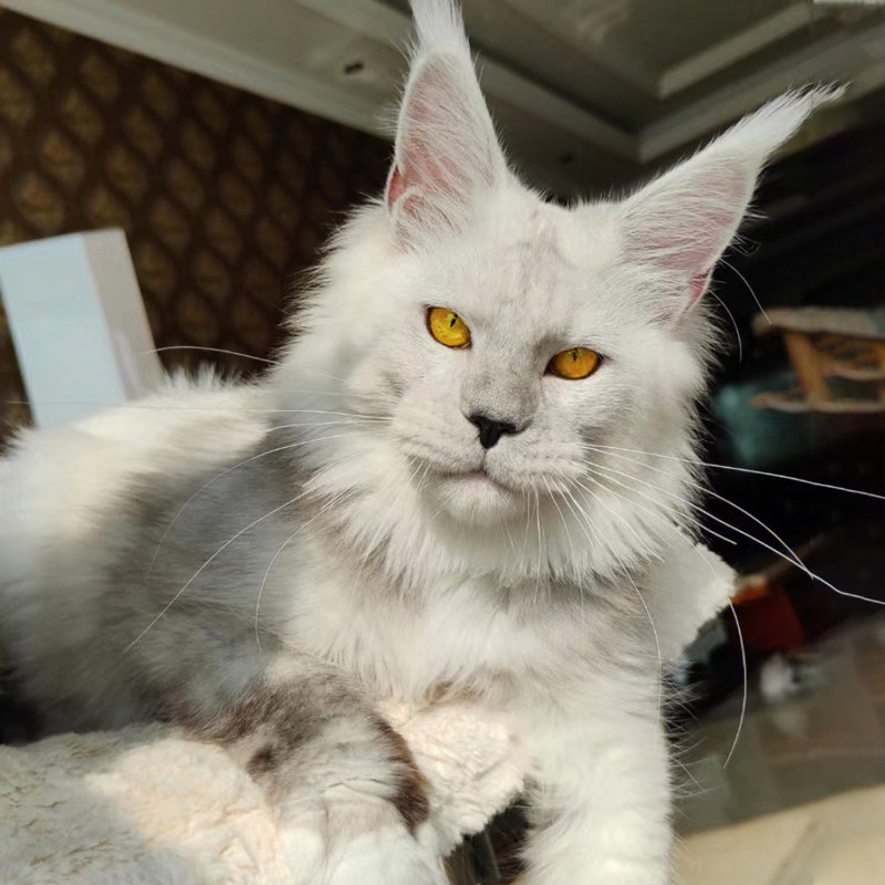 缅因猫幼猫纯种长毛巨型银虎斑霸气烟灰色西伯利亚森林猫宠物活体