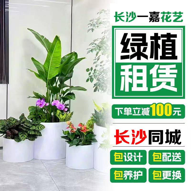 长沙绿植租赁公司办公室花卉绿化租摆 造景好养大型盆栽