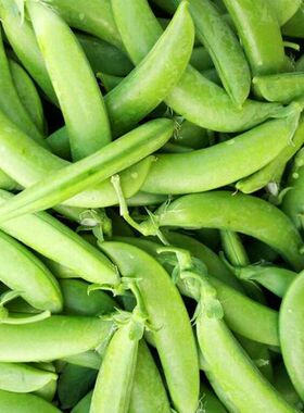 苏北甜豌豆新鲜带壳吃甜豆当季绿色蔬菜农家非剥壳食用豌豆荚甜脆