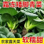 苏北矮脚青菜霜冻新鲜绿色蔬菜苏州青现摘农家露天太湖青菜软糯甜