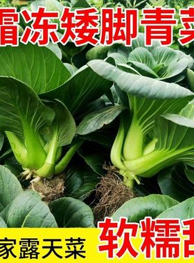 苏北矮脚青菜霜冻新鲜绿色蔬菜苏州青现摘农家露天太湖青菜软糯甜
