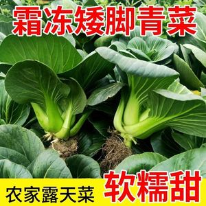 苏北矮脚青菜霜冻新鲜绿色蔬菜苏州青现摘农家露天太湖青菜软糯甜