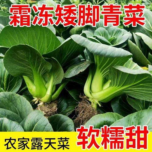 苏北矮脚青菜霜冻新鲜绿色蔬菜苏州青现摘农家露天太湖青菜软糯甜