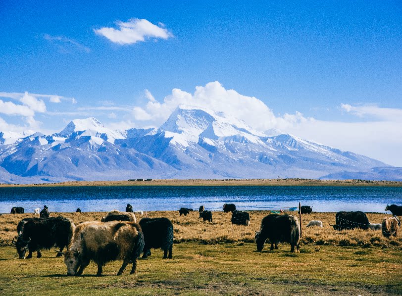 fj1120雪山牦牛环保树林树电视墙沙发墙靠山高清晰延伸空间壁画布