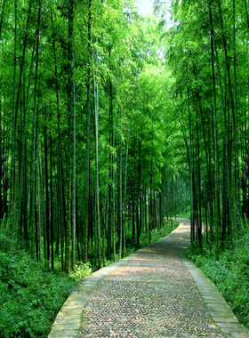 FJ08866定制环保18D无缝绿色护眼竹柳竹林树林森林大自然风景竹林