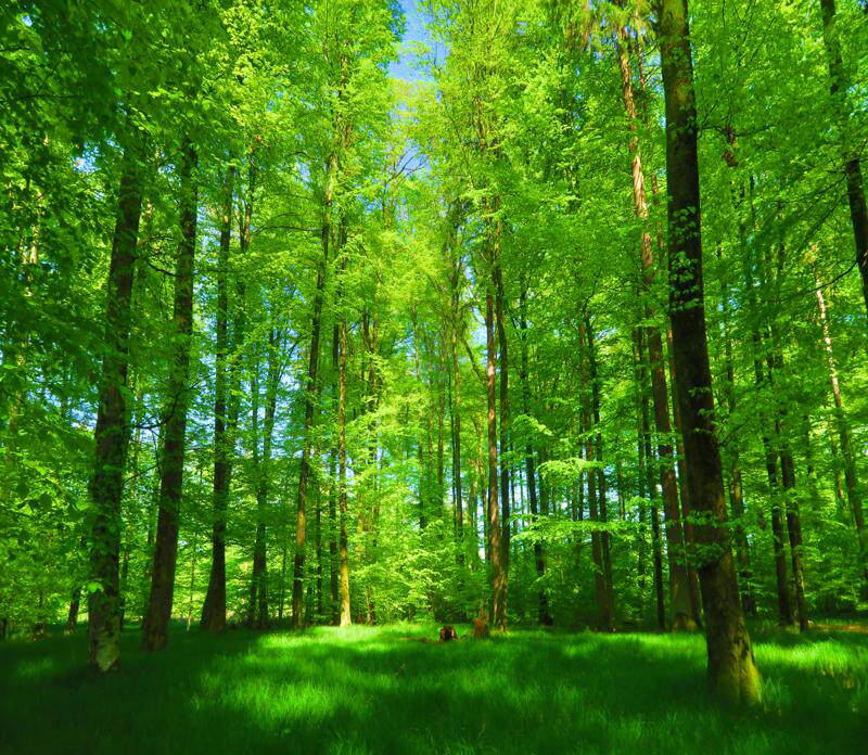 fj1139空间延伸电视背景墙森林风景画林荫大道阳光透过树林背景墙