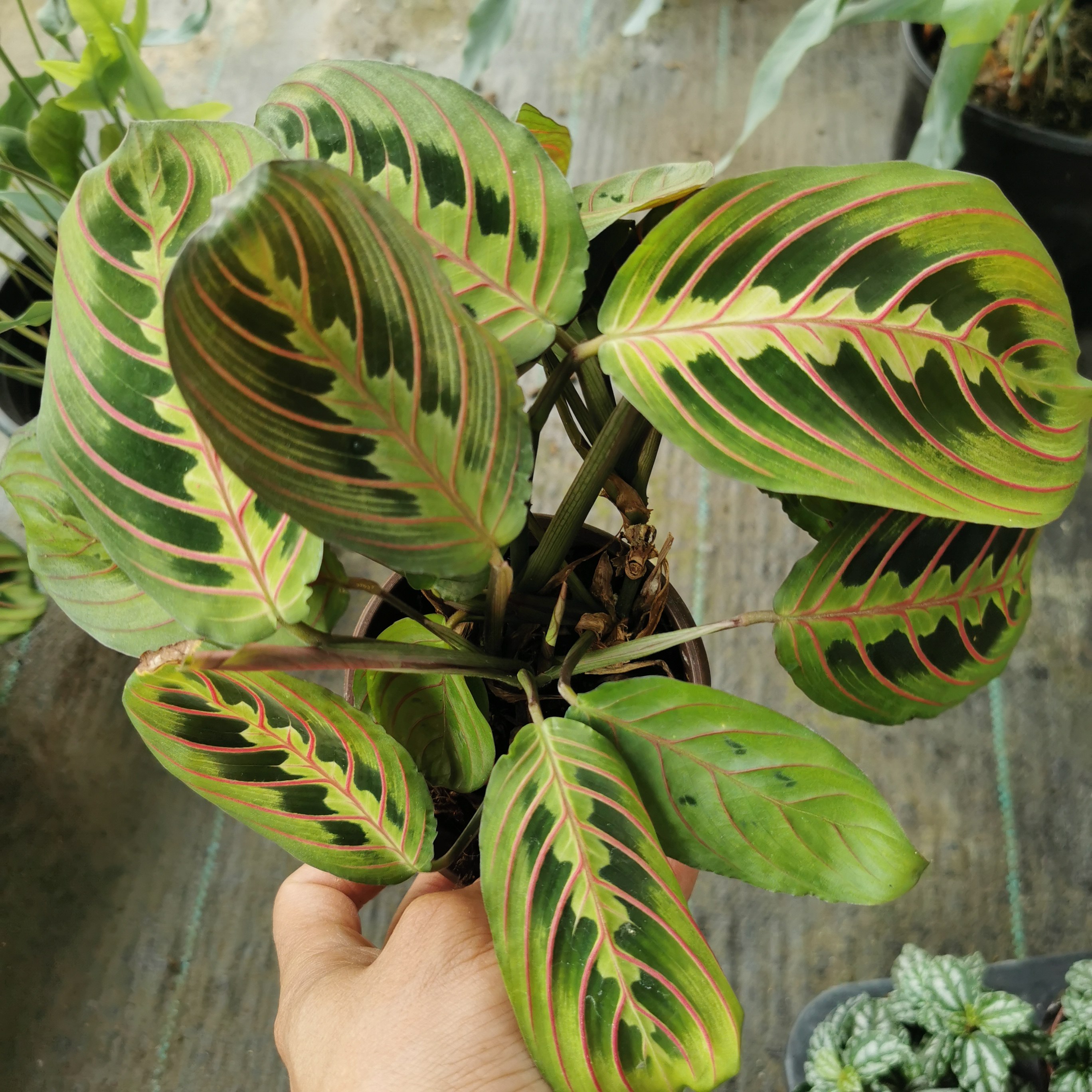 婵竹芋盆栽室内客厅观叶植物垂吊彩叶绿植花卉耐阴