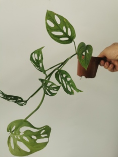垂吊单株仙洞龟背盆栽多孔爬藤室内喜阴绿植物吸甲醛净化空气