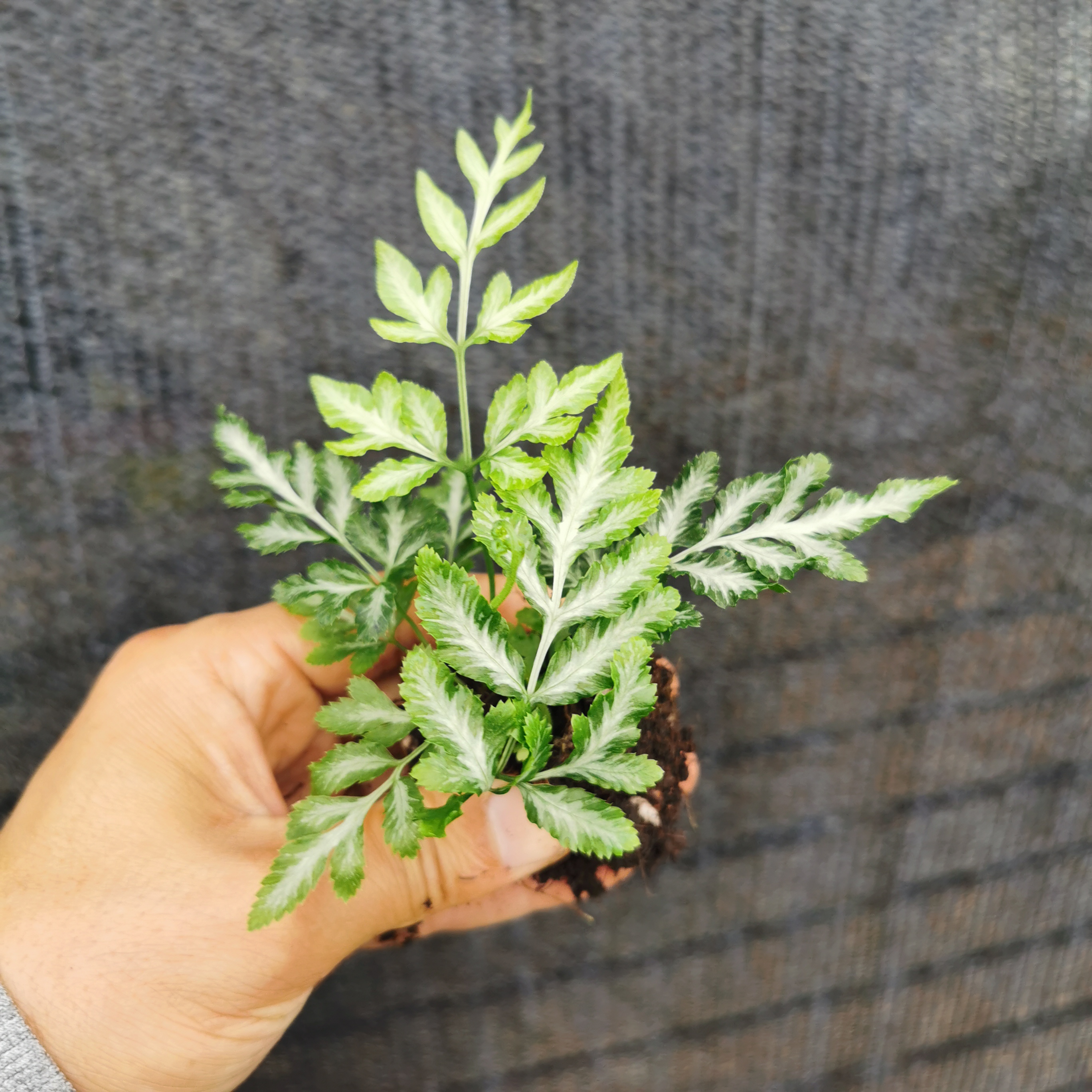 银线蕨小苗盆凤尾蕨苗微景观植物水族箱植物水陆缸造景