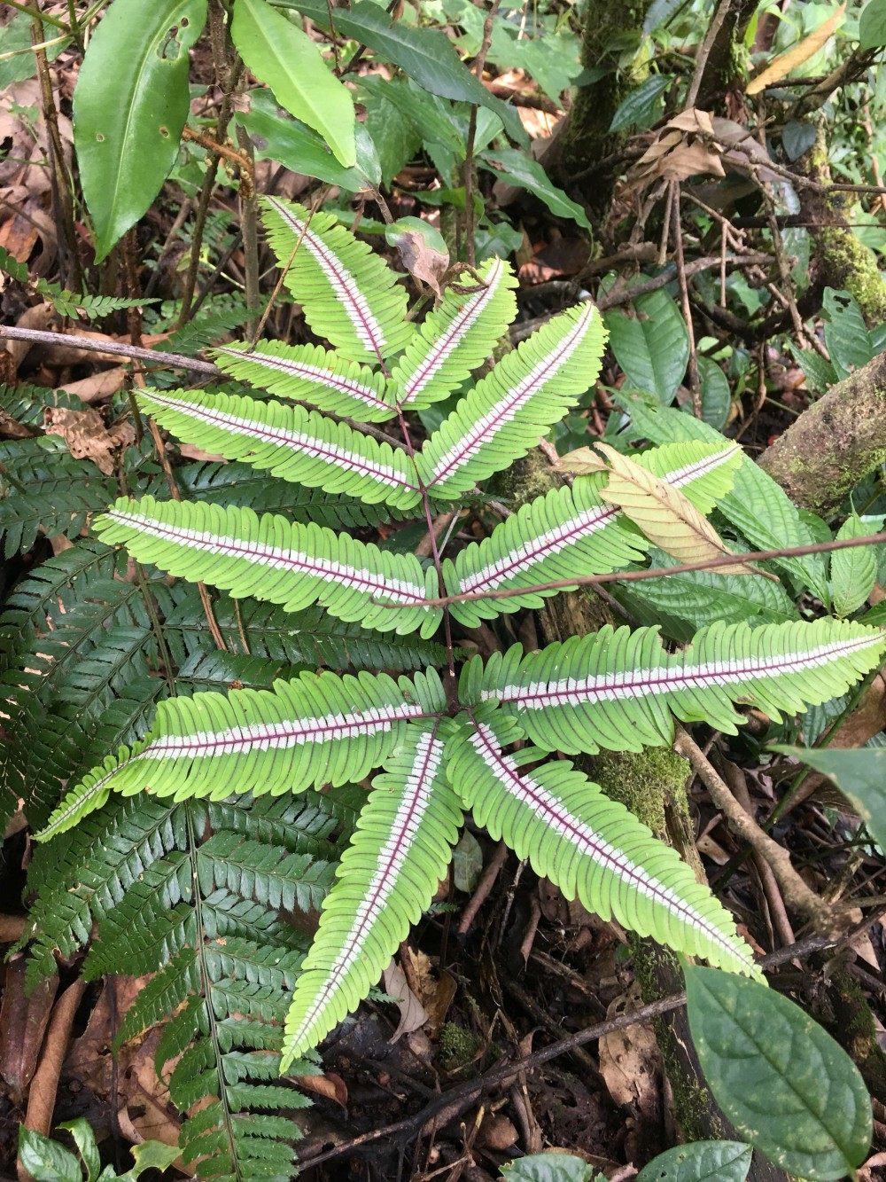 三色凤尾蕨绿植盆栽后三图是现在图春天颜色最漂亮