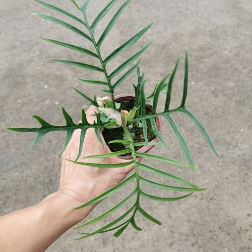 鱼骨蔓绿绒盆栽观叶室内绿植净化空气美观好养进口品种