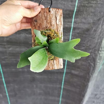 苔藓挂板小鹿角植物盆栽懒人绿植办公室内观叶植物松皮挂板鹿角蕨