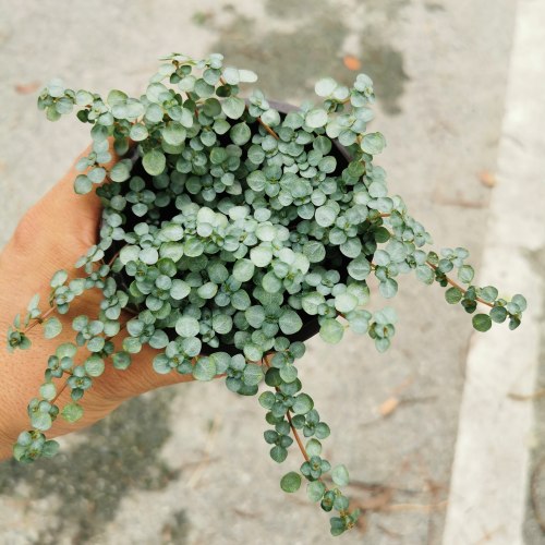 BB草冷水花阳台雨林缸微景观垂吊耐水耐阴多年生盆栽植物