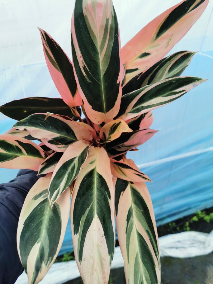 七彩竹芋盆栽四季彩色耐阴好养雨林植物墙体绿化植物