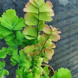 彩虹铁线蕨双色铁线蕨盆栽凤舞铁线蕨
