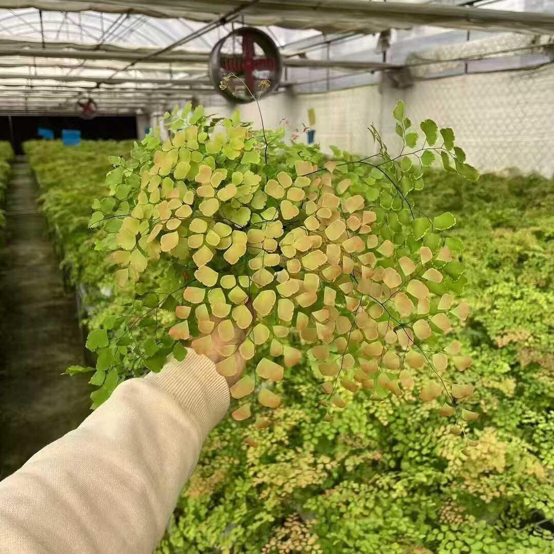 柔情铁线蕨蕨适合室内绿植装饰净化空气好搭档