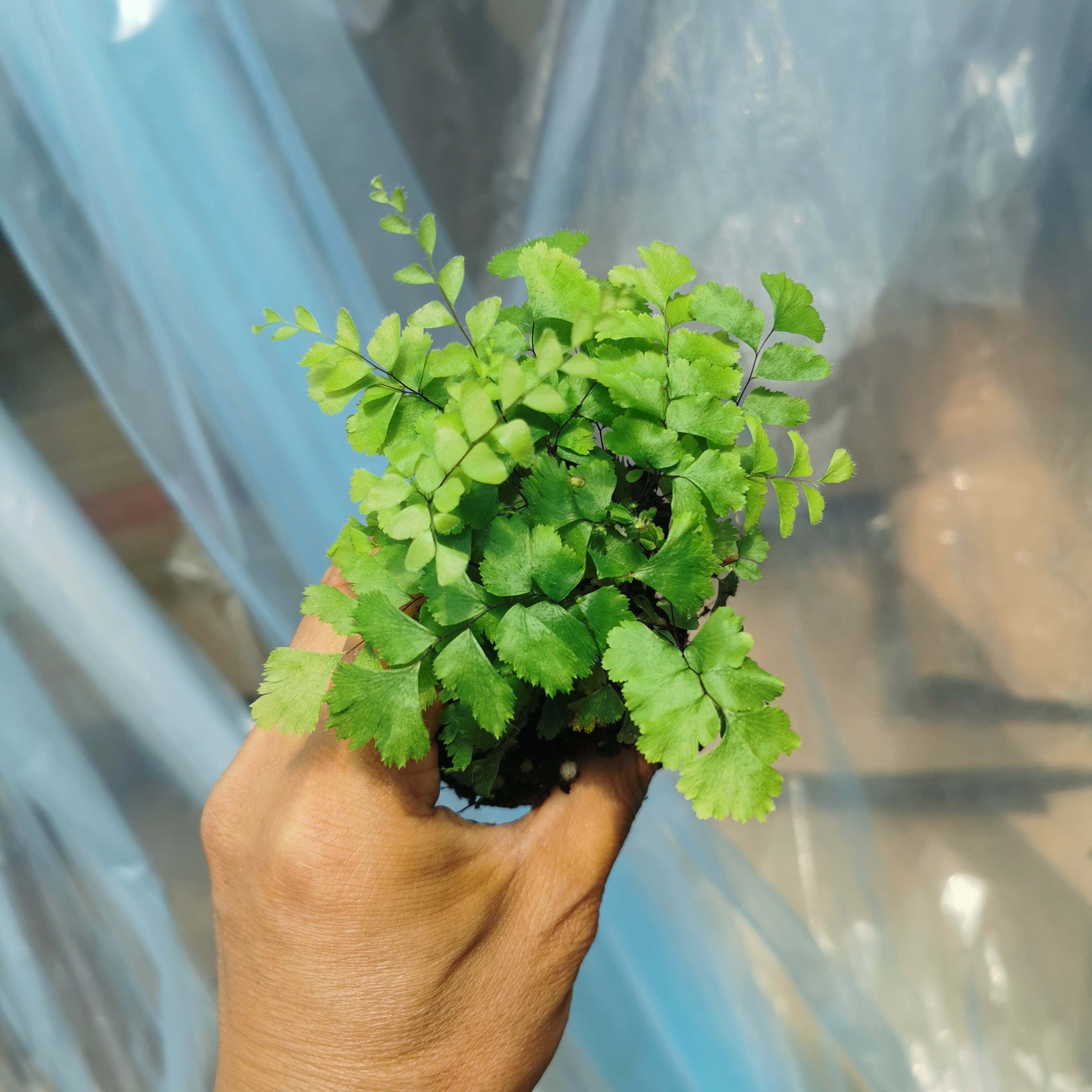 铜骨铁线蕨小苗微景观植物室内耐阴水陆缸雨淋植物