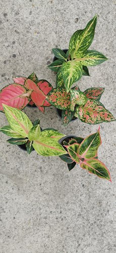 粗勒草盆栽万年红绿植室内绿植