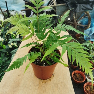 一加仑胎生狗脊蕨好养室外耐寒雨林植物造景植物