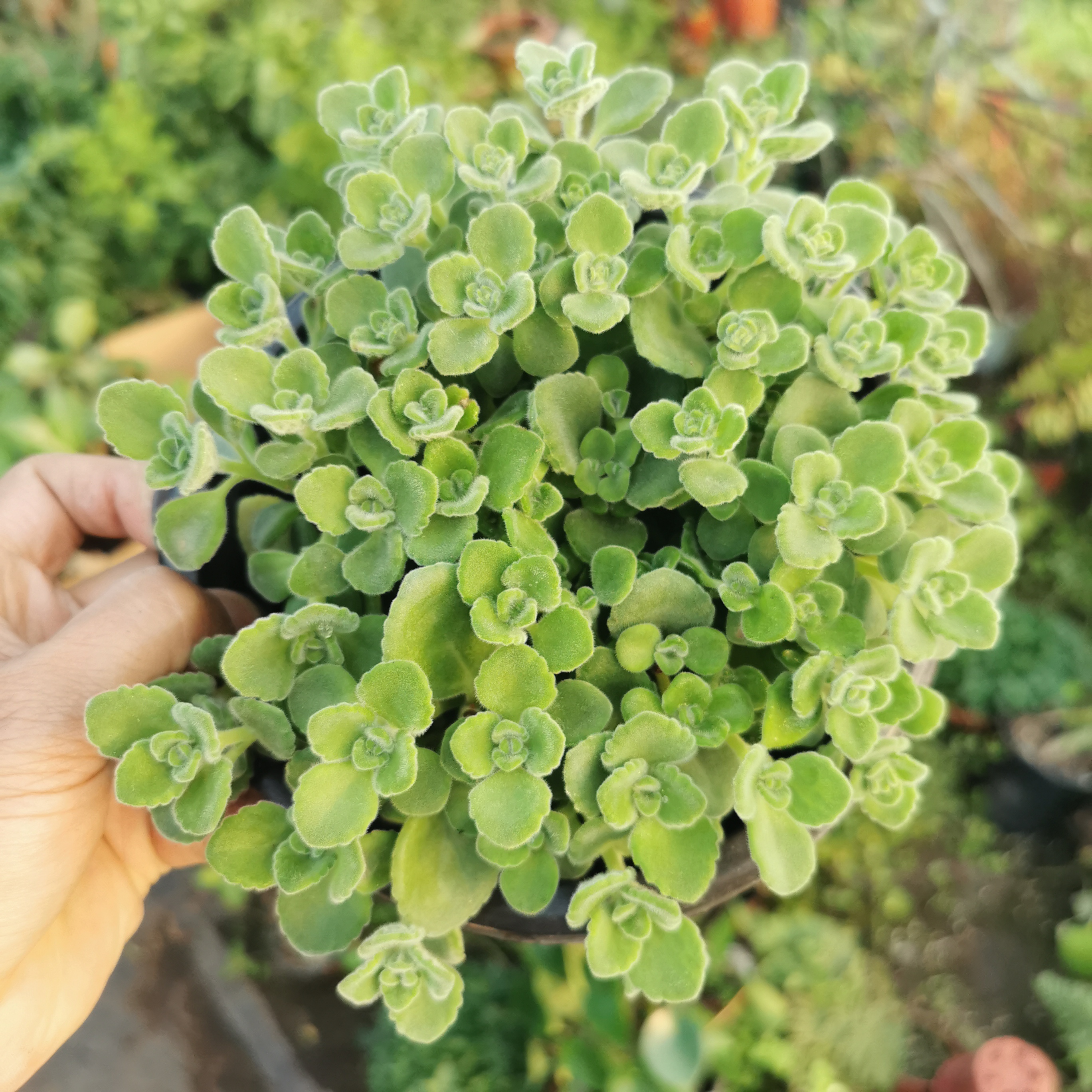 可食用绿植驱蚊提神香喷喷一抹香碰碰香甜香味好养规格150＃