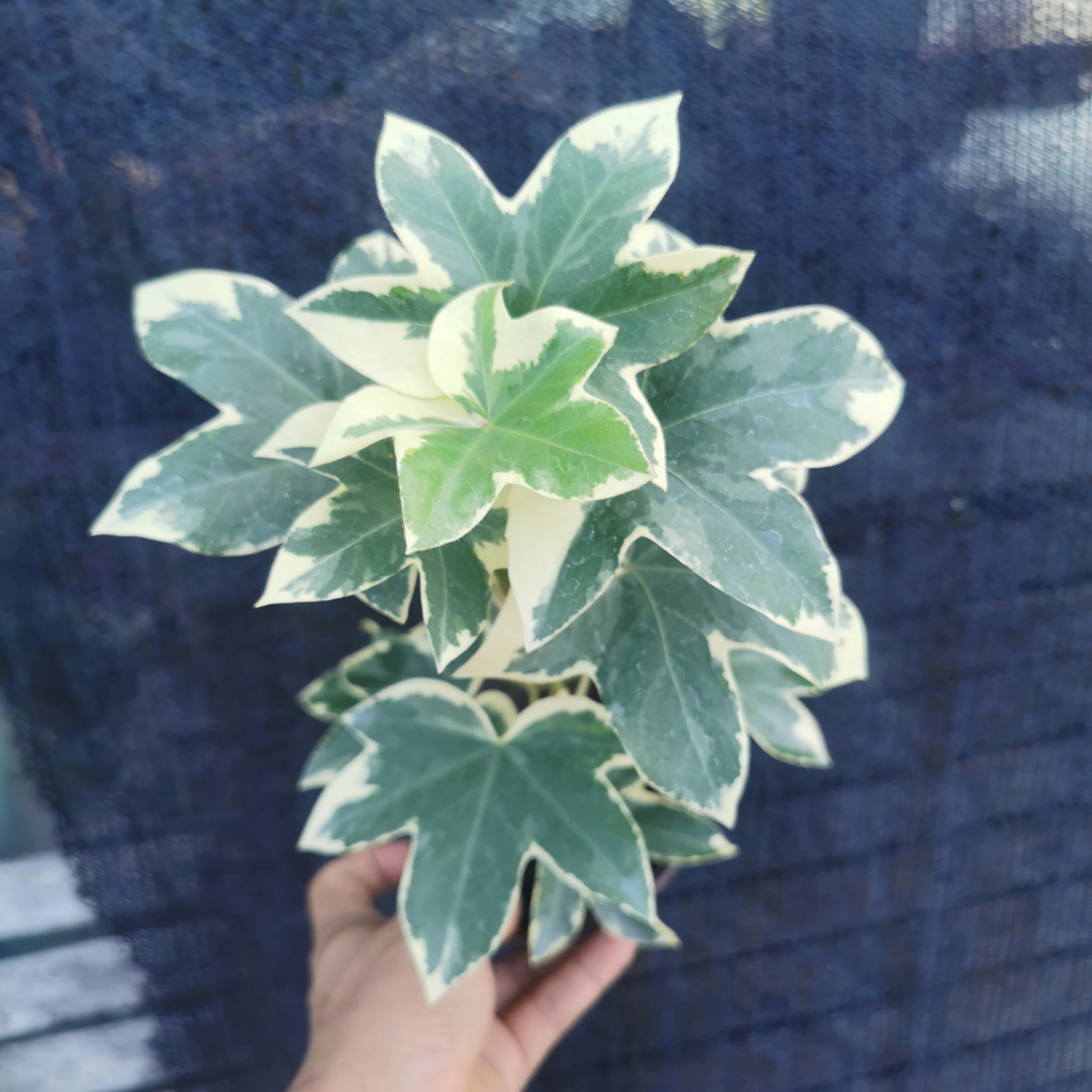 银边熊掌木花叶盆栽室内窗台阳台