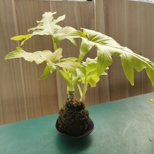 苔藓球绿植盆栽好养干净好看水培室内绿植净化空气美观