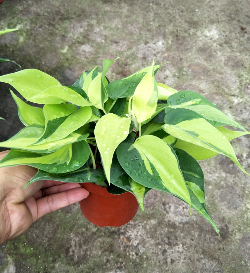 金心杏叶藤花叶杏叶藤可水养水族箱雨淋植物墙体植物耐阴好养室内