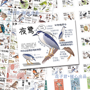 108张鸟类图鉴贴纸鸟类品种习性介绍科普小知识手账手绘小贴画diy