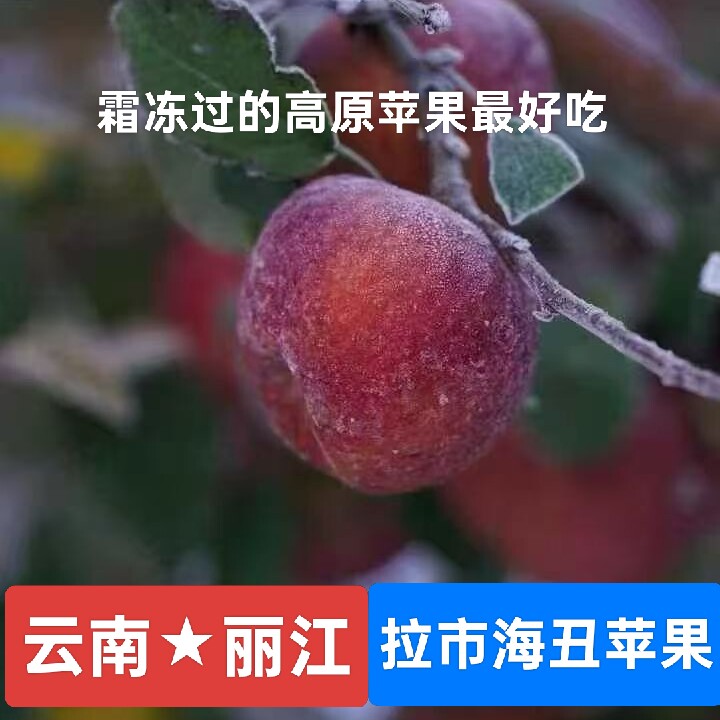 云南丽江拉市海丑苹果要与蒙自西苹果