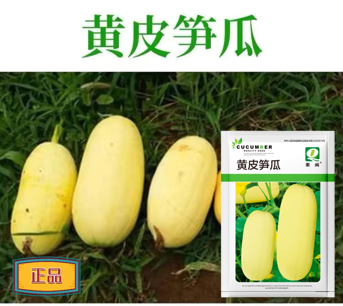 黄皮笋瓜种子老品种好吃包饺子春秋季早熟高产黄笋瓜种子肉质细腻