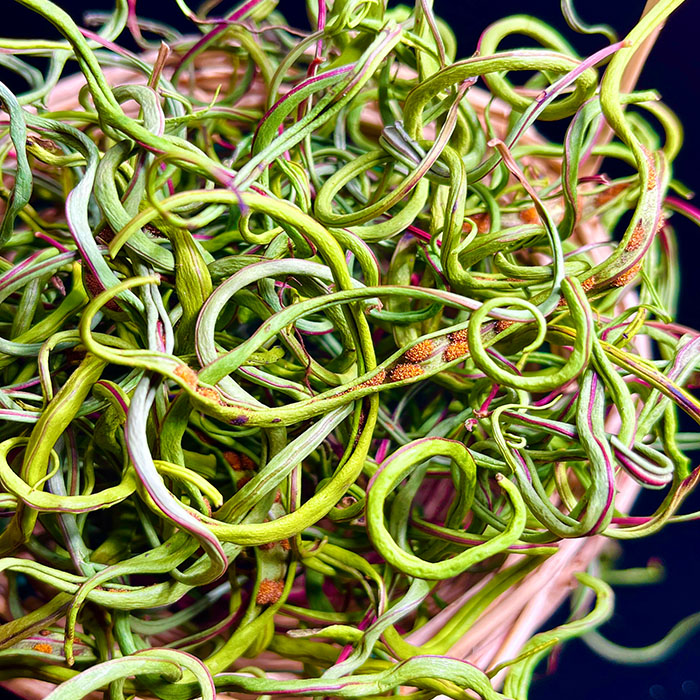 肾精茶长白山大山小叶肾精草东北黄金草嗷嗷叫大哥茶化石草茂源村