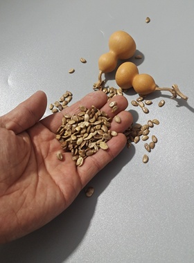 迷你小葫芦种子葫芦籽文玩葫芦把玩手把件特小葫芦阳台盆栽绿植