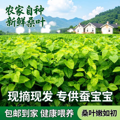 新鲜桑叶蚕宝宝饲料特嫩盆栽现摘