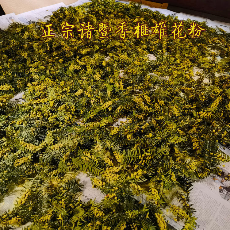 正宗诸暨香榧雄花粉嫁接苗香榧树移栽苗香榧雄树大苗移栽苗根须多