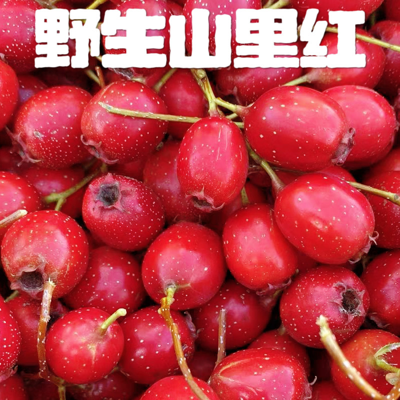 野生山里红东北特产新当季水果鲜山丁子东北山里红非新鲜山楂包邮