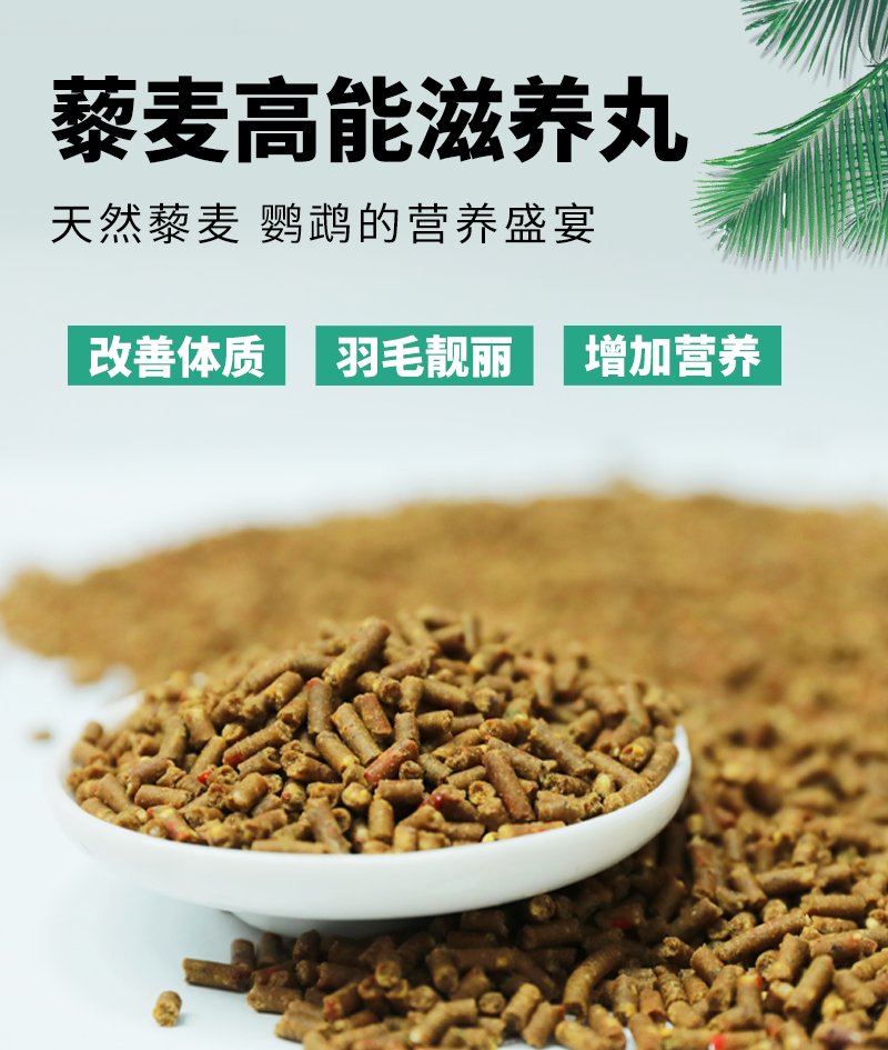 高能压力灰鹦鹉金刚葵花滋养丸