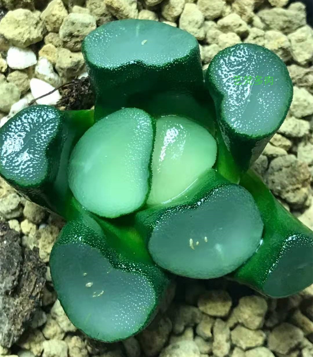 蓝宝石万象稀有品种贵货十二卷经典铭品瓦苇玉露多肉植物实物拍照