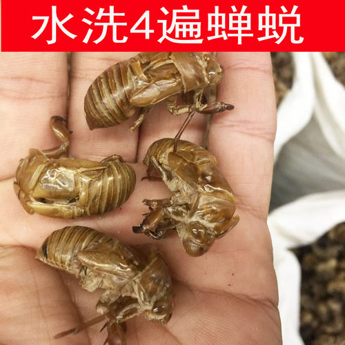 蝉蜕   知了皮100克
