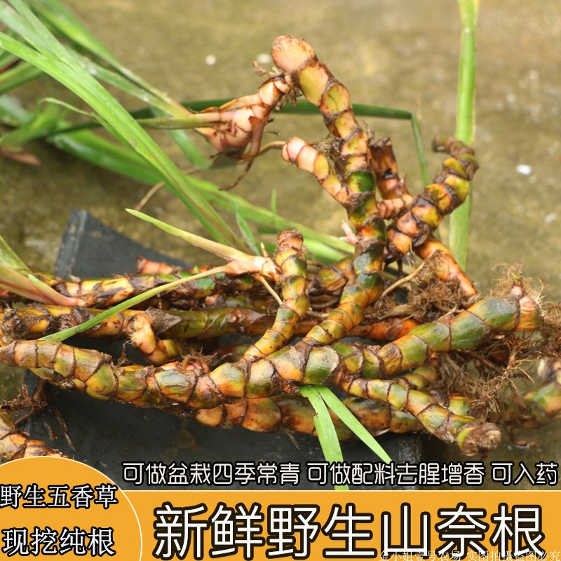 贵州野生新鲜山奈根五香草纯根三奈茴香菖蒲食用随手香菖蒲香料根