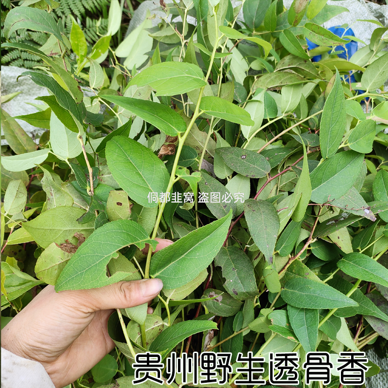 贵州老蛙叶新鲜晒干叶带杆透骨香叶子泡茶煮水香甜叶满山香老挖草 鲜花速递/花卉仿真/绿植园艺 时令草本花卉 原图主图