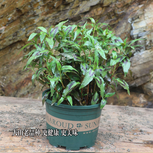 贵州云南野菜香柳带盆鱼料鱼了根苗新鲜好种煮鱼烧鱼香草菜沙拉菜