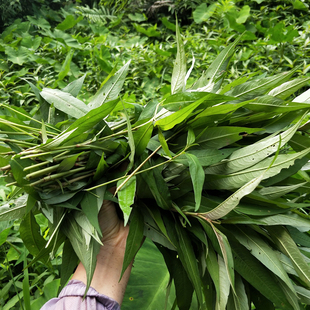 贵州云南香柳菜鱼香料野菜新鲜烧鱼酸汤鱼香料拉沙叶佐料鱼廖叶子