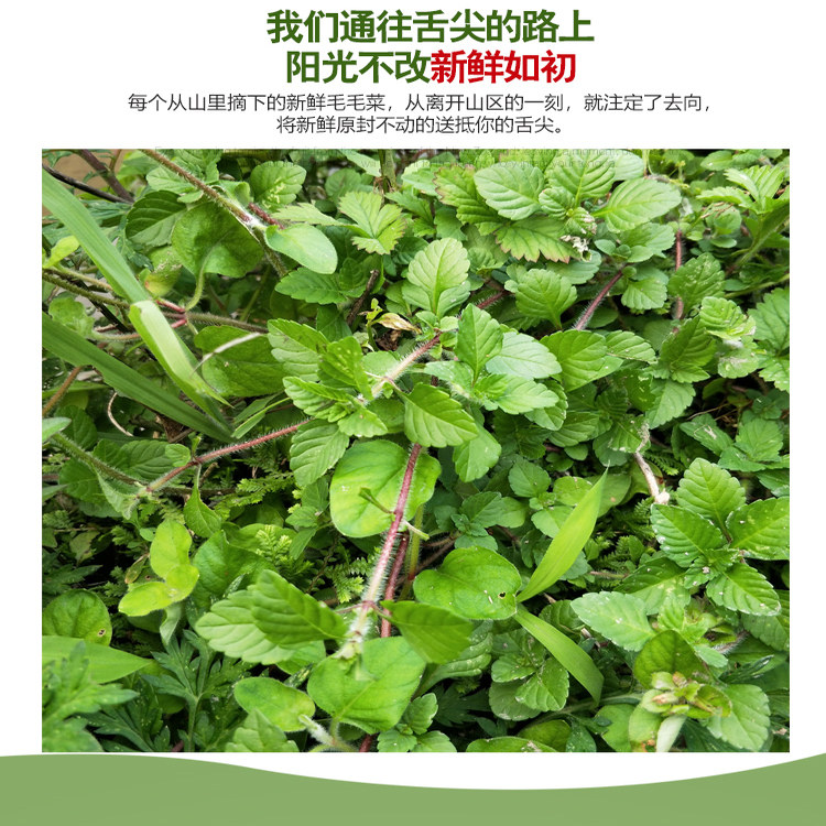 贵州特产野菜毛毛菜高山新鲜蔬菜蚂蚁菜酸汤野薄荷鱼香菜带泥根苗